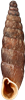 Clausilia dubiaGITTERSPOLSNÄCKA11,4 × 2,9 mm